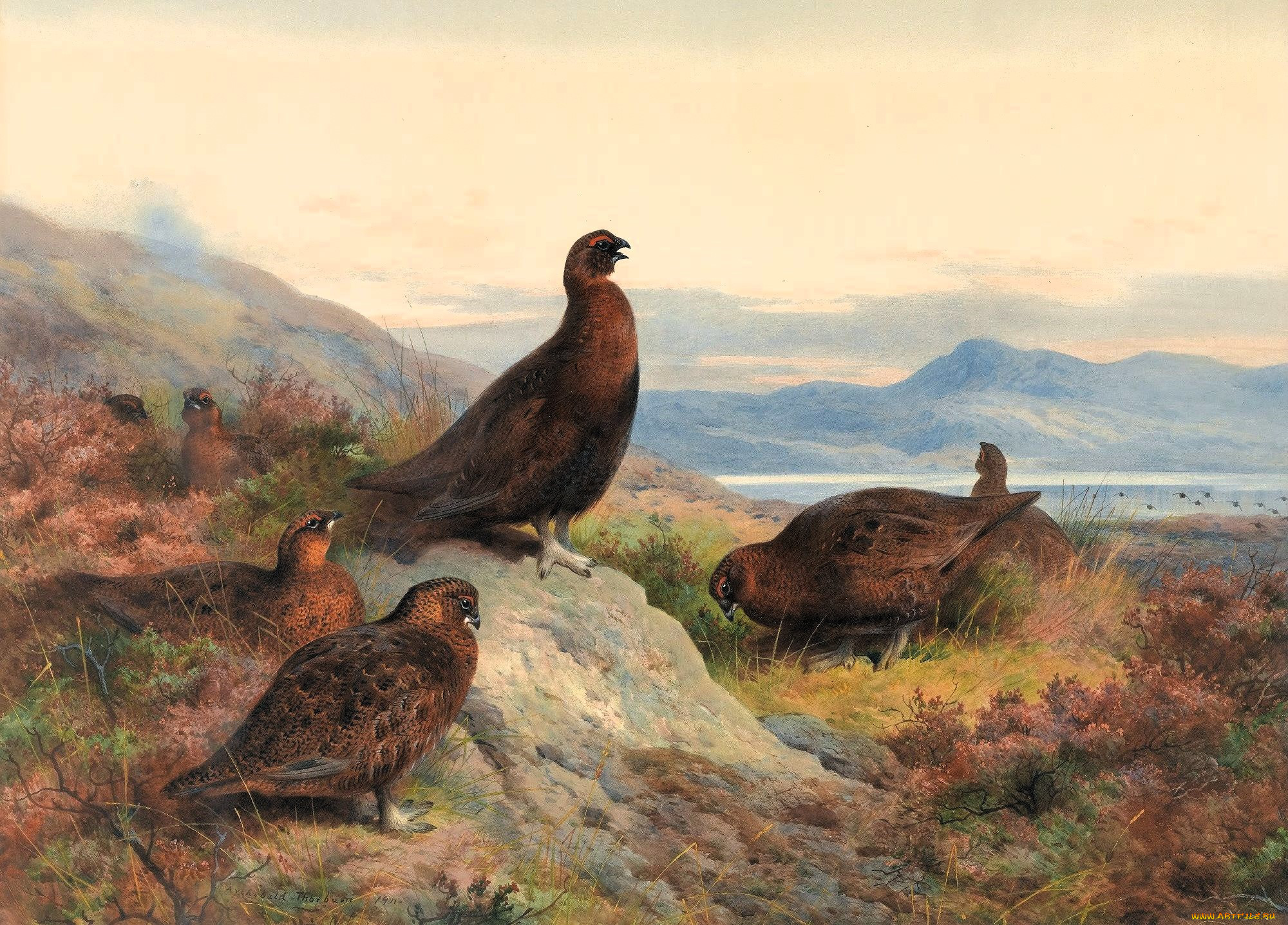 , archibald thorburn, , , , 